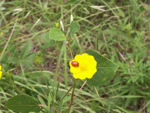 Cinquefoil flower with ladybug