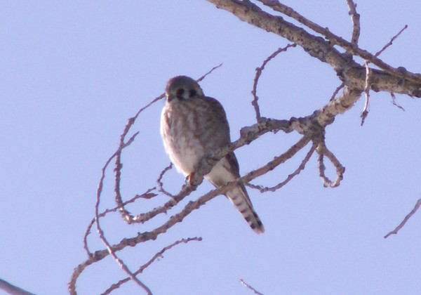 Kestrel Falcon