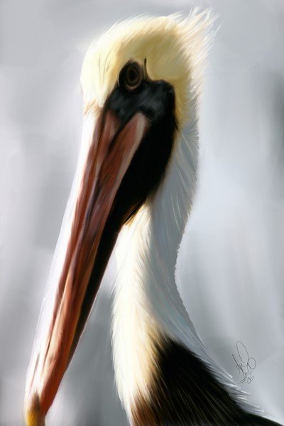 Stork