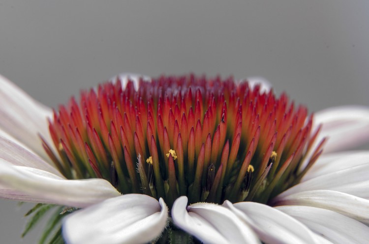 Red Flower