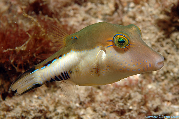 Sharpnose Puffer