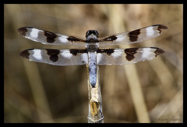 Symmetry 