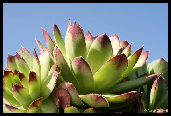 Hen & Chicks