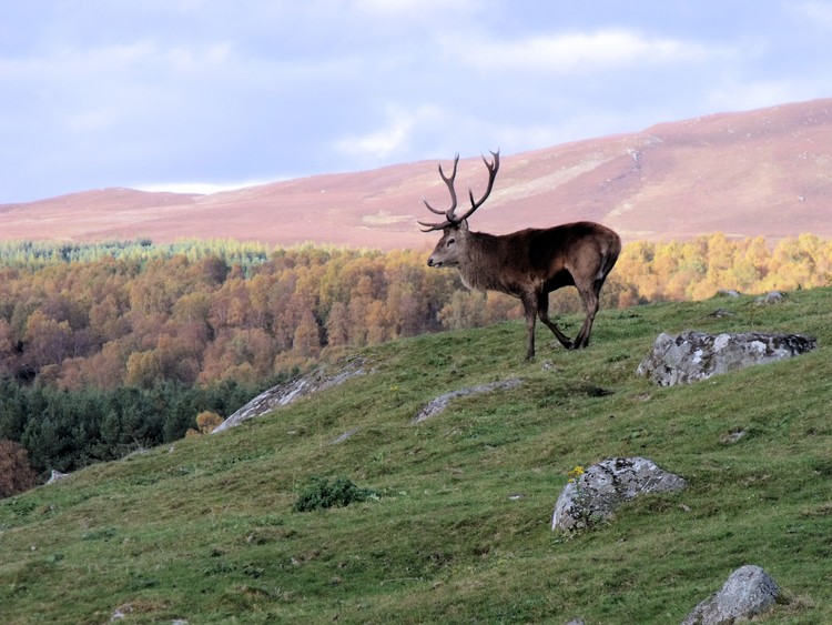 Red Deer in the Cairngorms