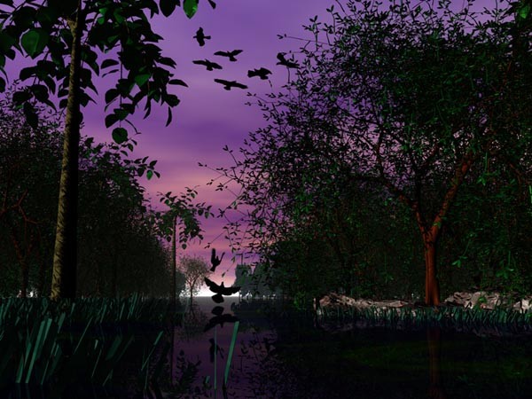 swamp