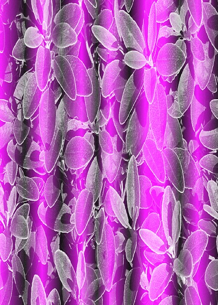 Drapes Of Silk........