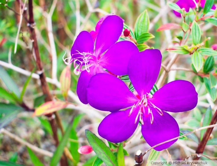 Princess Flower