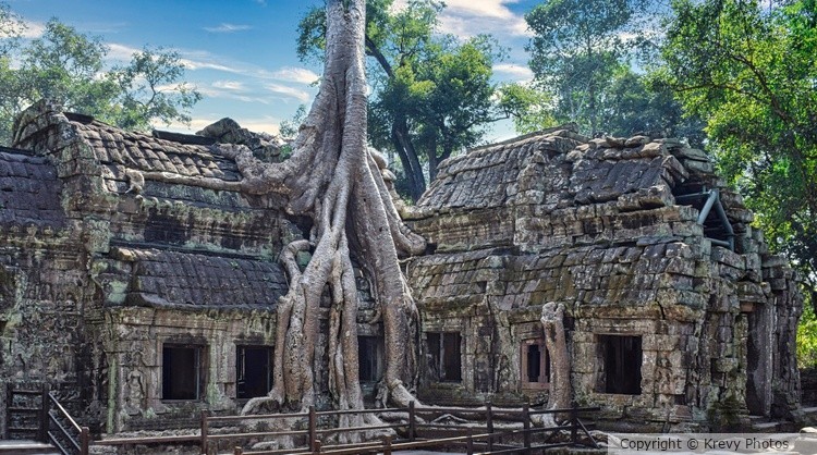 Tree House