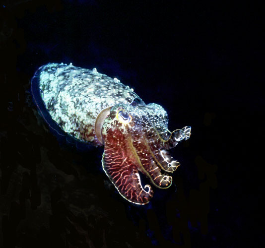 Cuttle