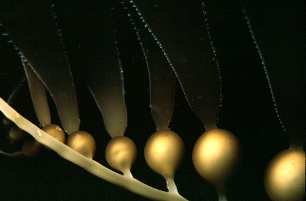 Kelp 1