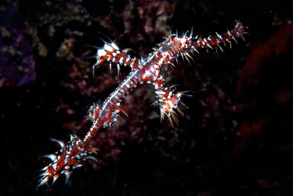 Ghost Pipefish