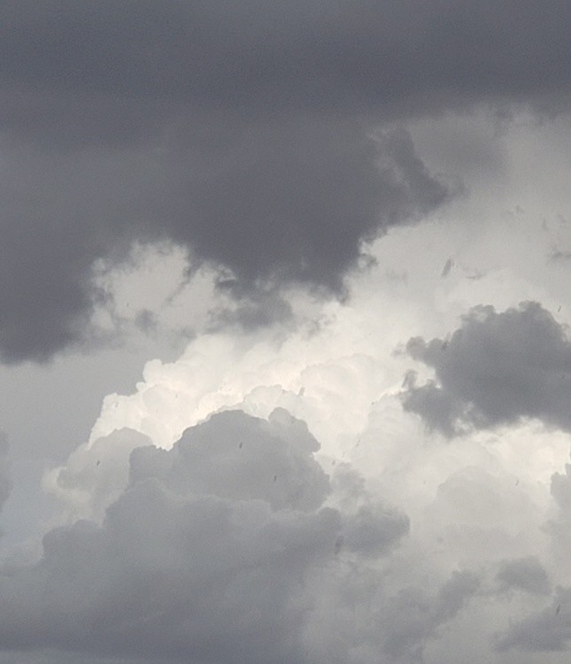 Nature's Grays