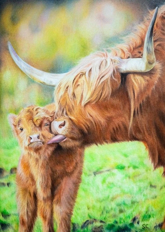Highland cattles