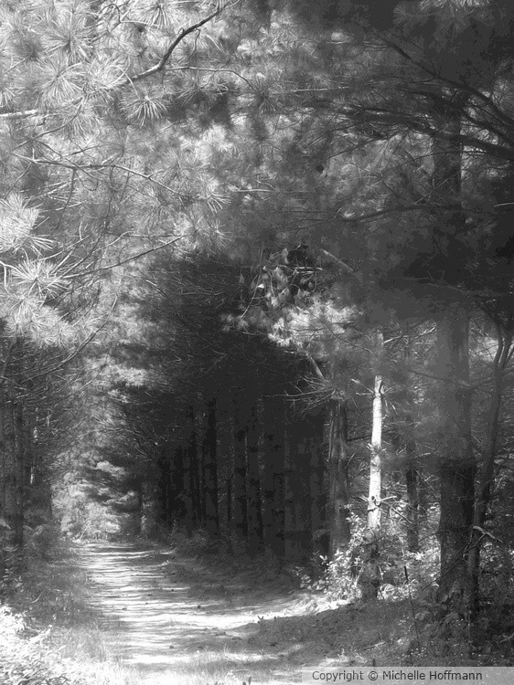 Woodland Tunnel