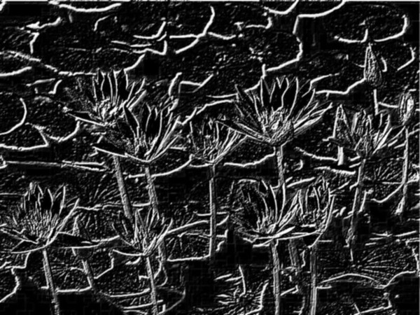 Lillies