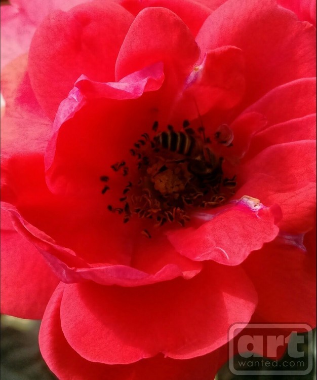 Red Rose Hive