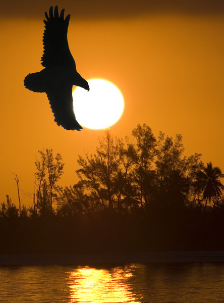 Sunset at the Swamp
