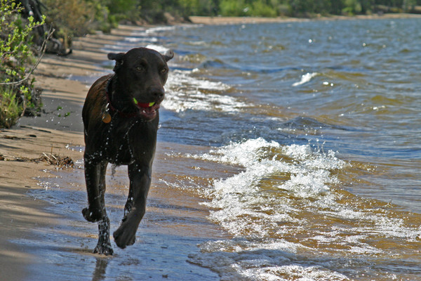Jasper on the beach