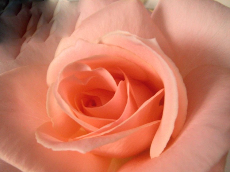 The scent of a rose