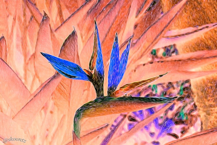 bird of paradise paint