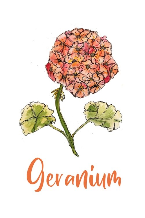 Geranium