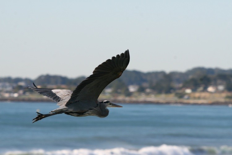Great Blue Heron Halfmoon Bay