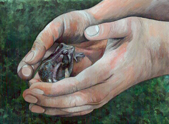 Phillip's Toad