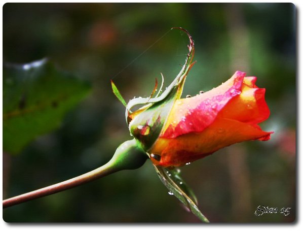 Winter Rose