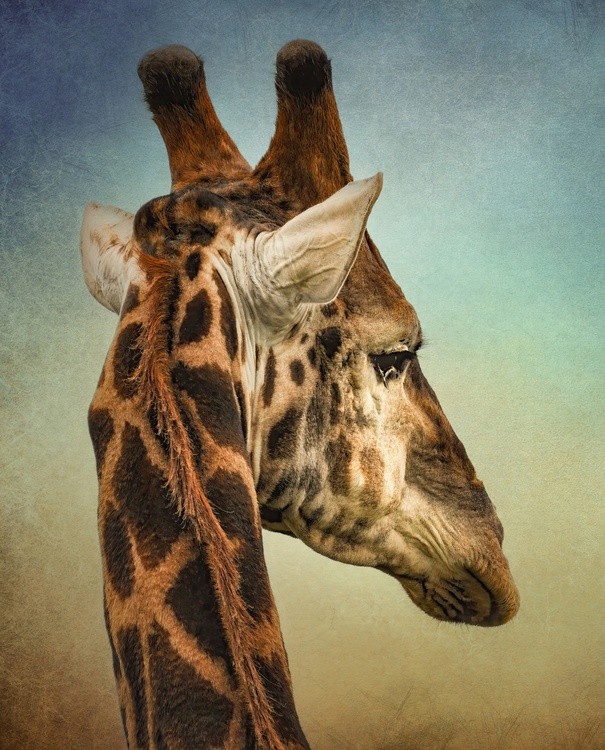Giraffe Profile Portrait Art Print