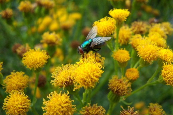 Colors of Nature