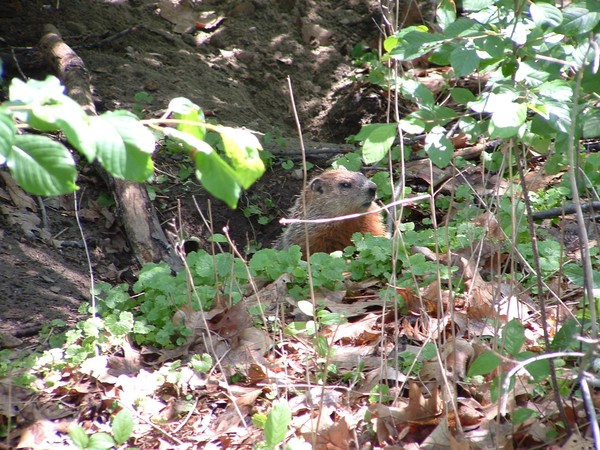 Groundhog