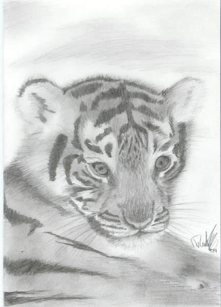 Little Tiger