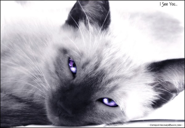 I See You..