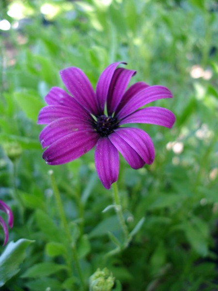 Flower and stem