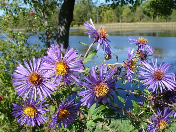 These Flowers were growing all over the place