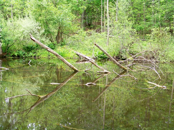 Pond Reflections