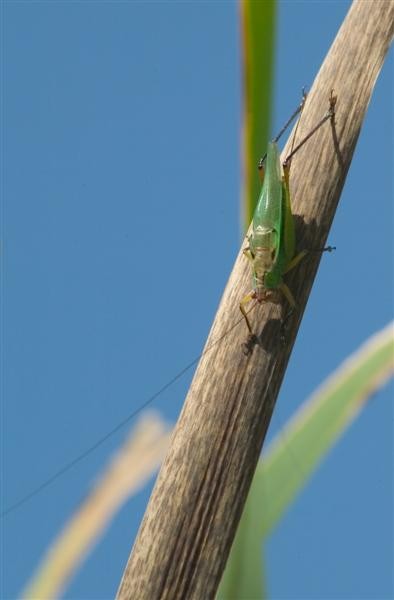 In The Reeds