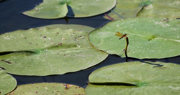 Lilypads
