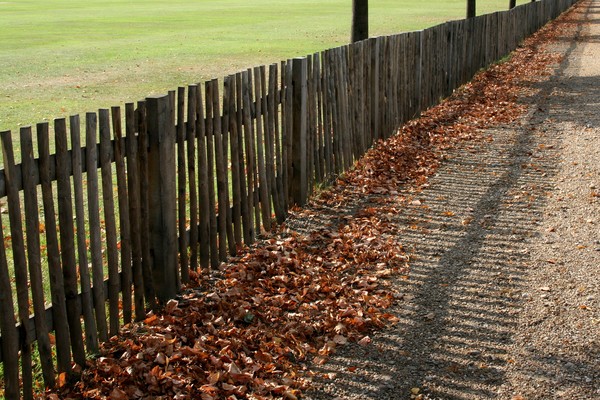Falling Leaves
