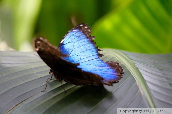 Common Morpho Butterfly