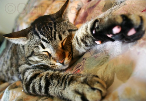 Cat Nap
