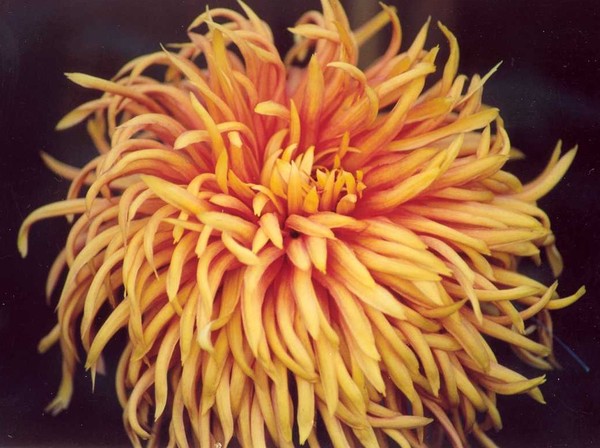 Chrysanthemum