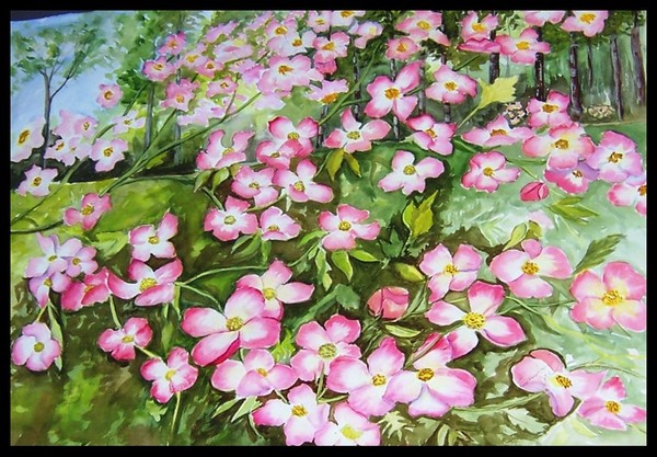 Dogwood 