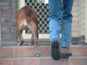 Mans Best Friend