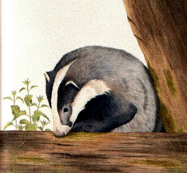 Eurasian badger