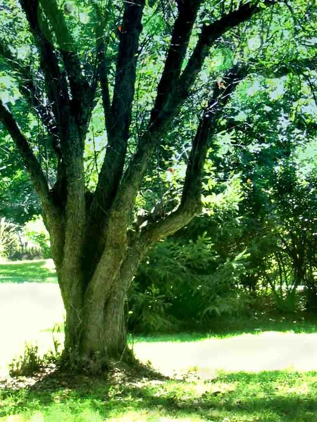apple tree