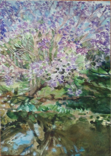 Blue Jacaranda