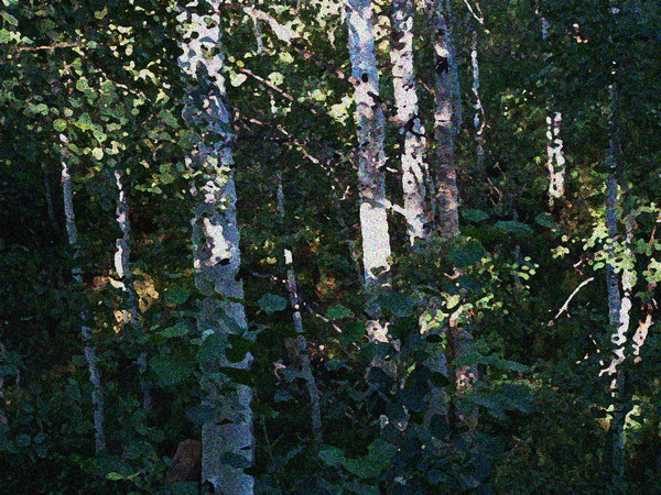 Enchanted Forest