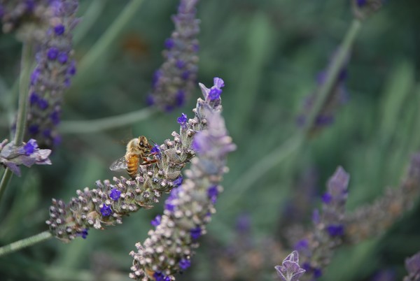 Lavender Bee
