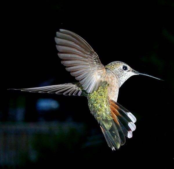 Hummer on the wing!